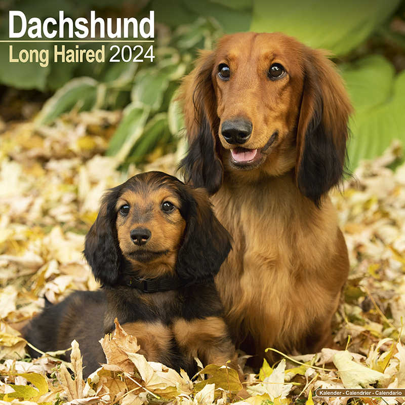 Calendar 2024 Sausage Dog - Longhair - Dachshund