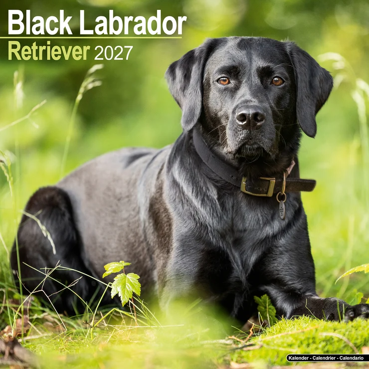 Calendrier 2026 Labrador Retriever noir (Black)