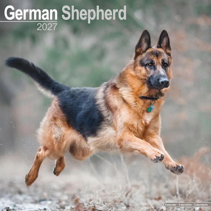 Kalender 2027 Deutscher Schäferhund - German Shepherd