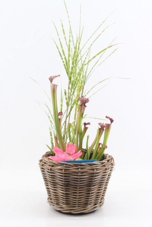 Mini-Teich-Set in Rattan-Optik Mini-Teich-Set in Rattan-Optik