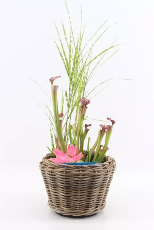 teich-rattan