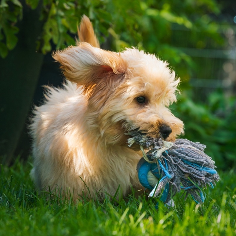 Ein Toypudel Welpe, hellbraunes Fell, sitzt im Gras und hält ein Spielzeug im Maul.