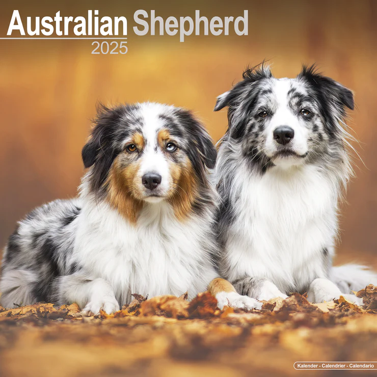 Kalender 2025 Australian Shepherd - Aussie