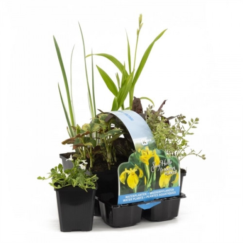 Several aquatic plants in small black pots in a black plastic holder with yellow info card.