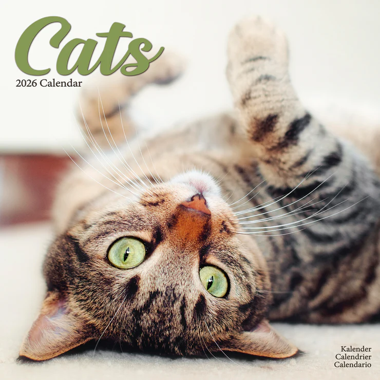 Kalender 2026 Cats - Katzen - Felis