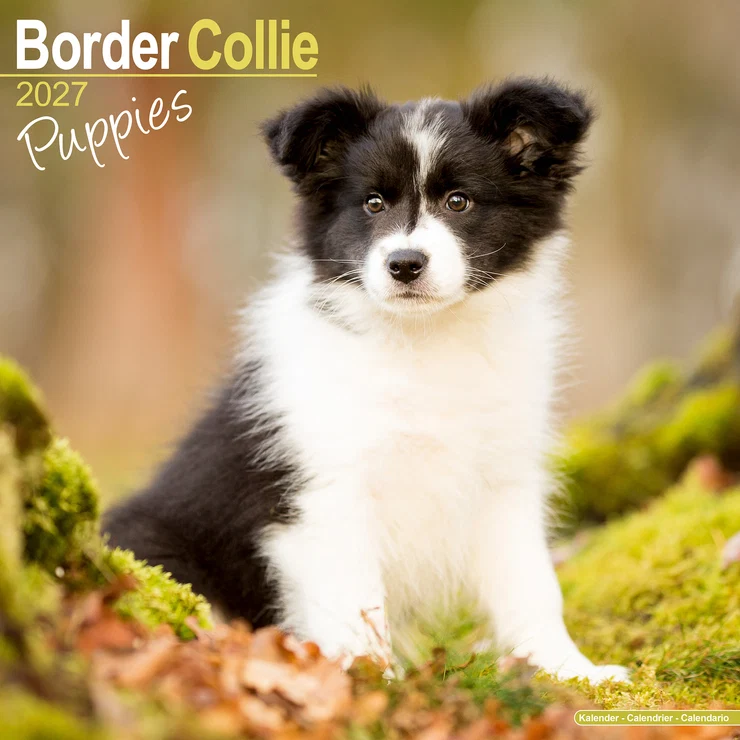 Kalender 2027 Border Collie Welpe
