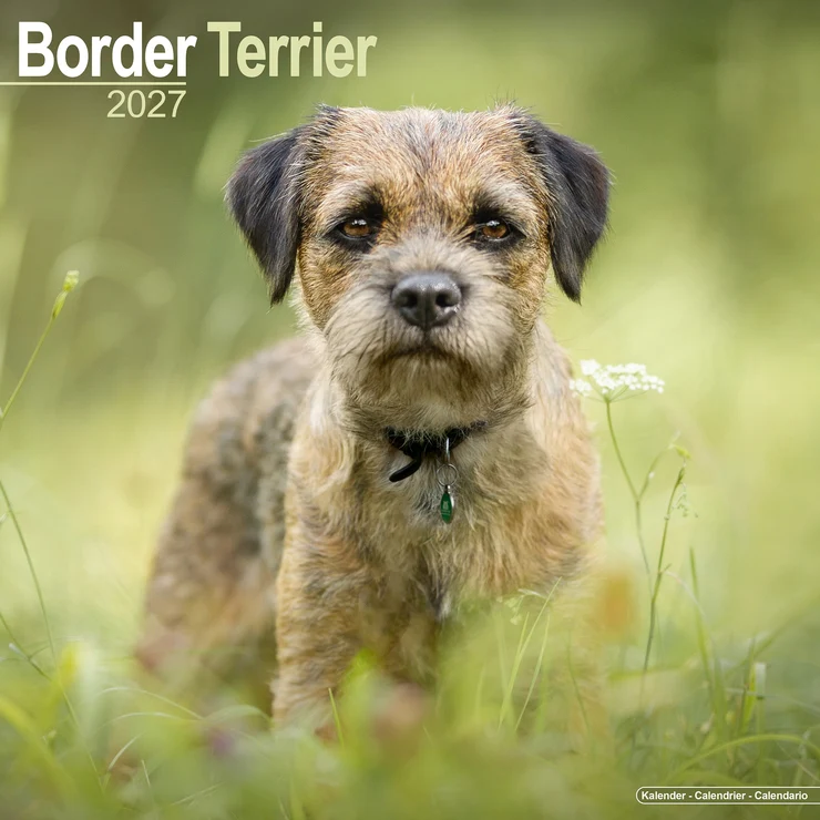 Kalender 2027 Border Terrier