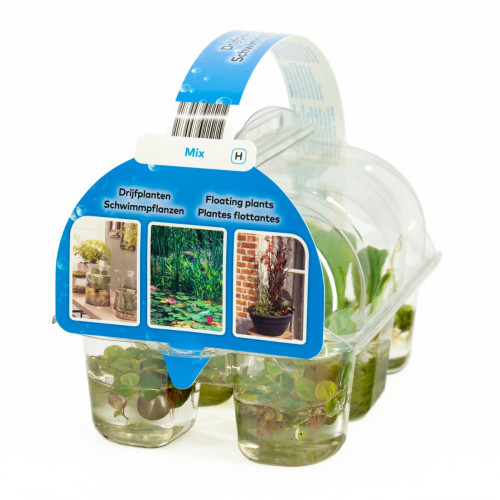 Schwimmpflanzen Set Schwimmpflanzen Set