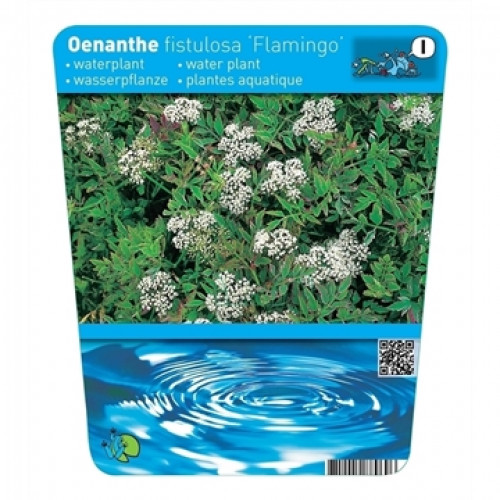 Etikett einer Wasserpflanze namens "Oenanthe fistulosa 'Flamingo'", mit üppigem Grün und weißen Blüten, darunter ein Bild von Wasserwellen.
