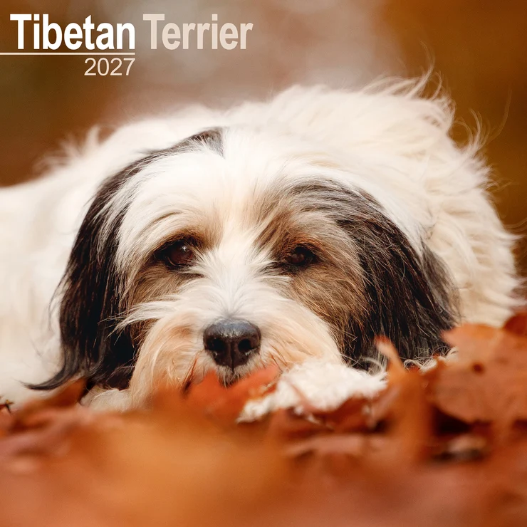 Kalender 2027 Tibet-Terrier - Tibetan Terrier