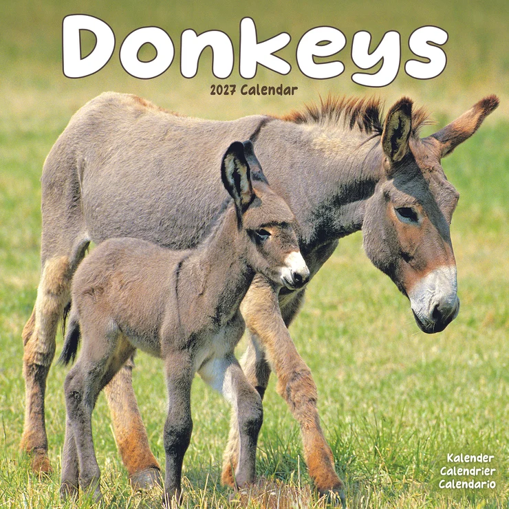 Kalender 2027 Esel - Donkeys - Jackasses