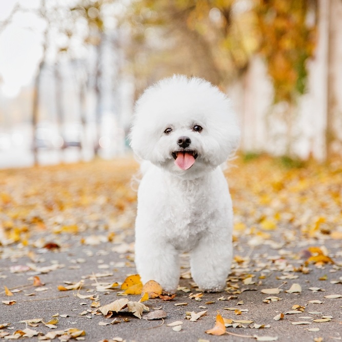 Ein weisser Bichon Frise Hund steht auf einem Gehweg voller Herbstlaub und lächelt.