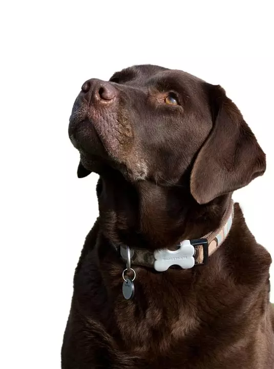 labi Labrador Retriever