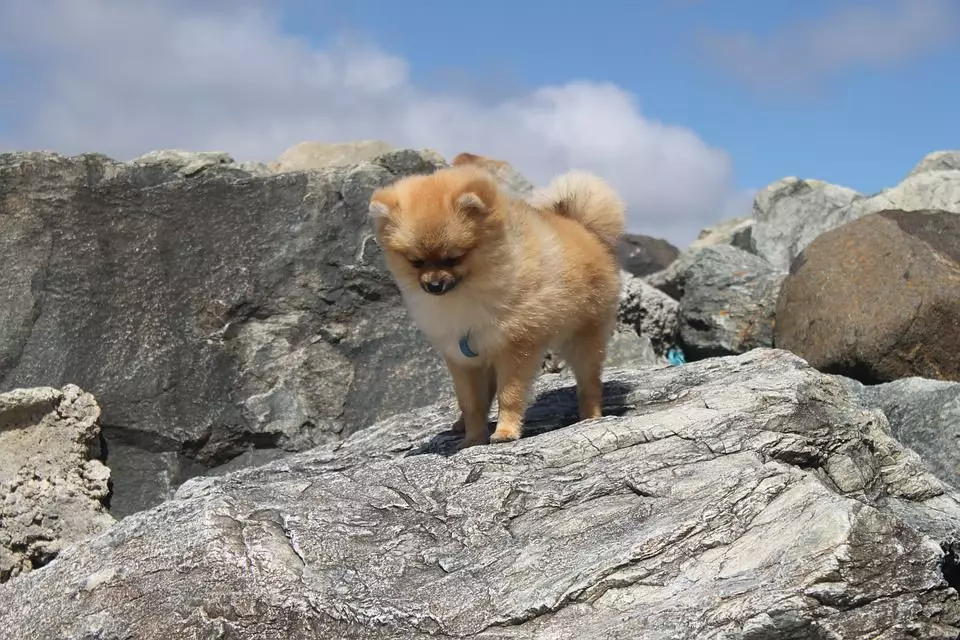 Zwergspitz - Pomeranian