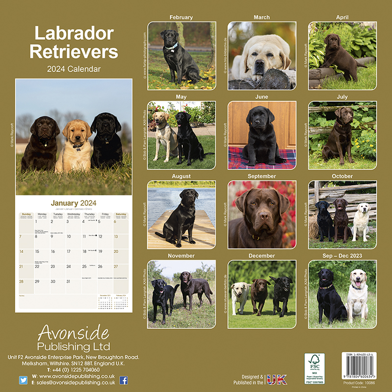 Calendrier 2024 Labrador Retriever (Mixed)