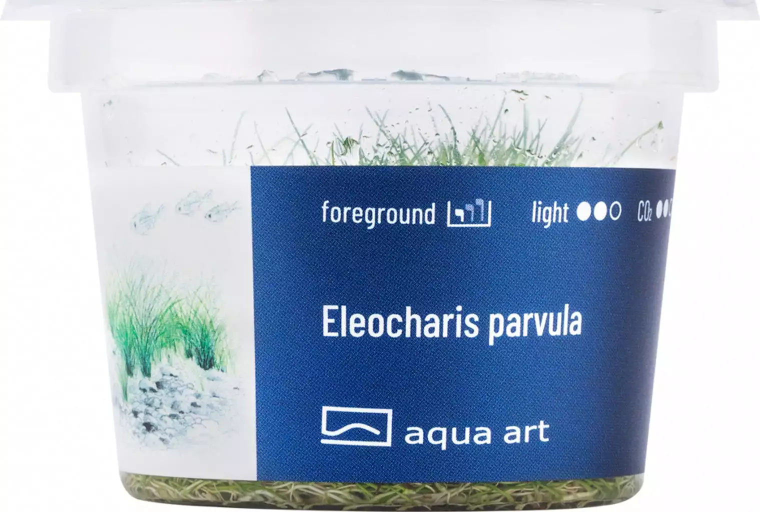 Eleocharis parvula Eleocharis parvula