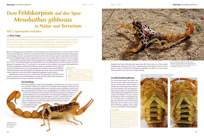 bugs-01-goliathkaefer-bunte-giganten-4 Bugs Nr. 01 - Goliathkäfer bunte Giganten
