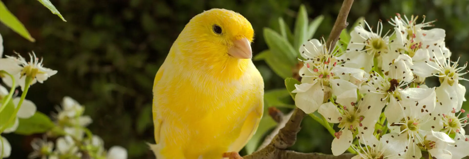 Vogel Hauptfutter Kanarien