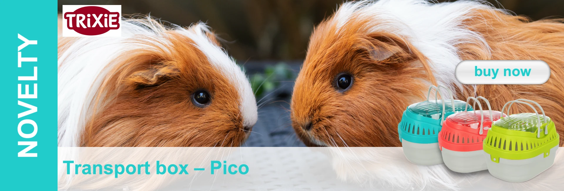 Two brown and white guinea pigs and three small transport boxes in turquoise, red and yellow.