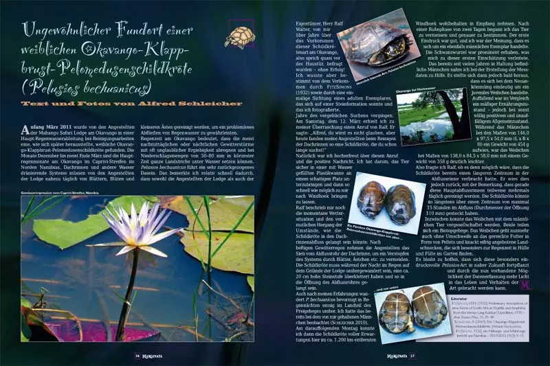 8bce12860fd1121dbe0e126444a117b9 Marginata 36 - Zwergschildkröten