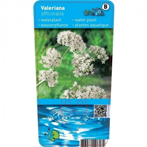 Étiquette d'une plante aquatique : "Valeriana officinalis" avec des fleurs blanches et une illustration aquatique bleue. Le code QR et le code-barres sont représentés.