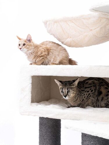 Un gatto marrone chiaro e soffice è seduto sulla piattaforma superiore bianca e imbottita di un tiragraffi e guarda verso sinistra. Sotto, in una casetta bianca, giace un gatto tigrato che guarda di lato. Colonne avvolte da corda scura.