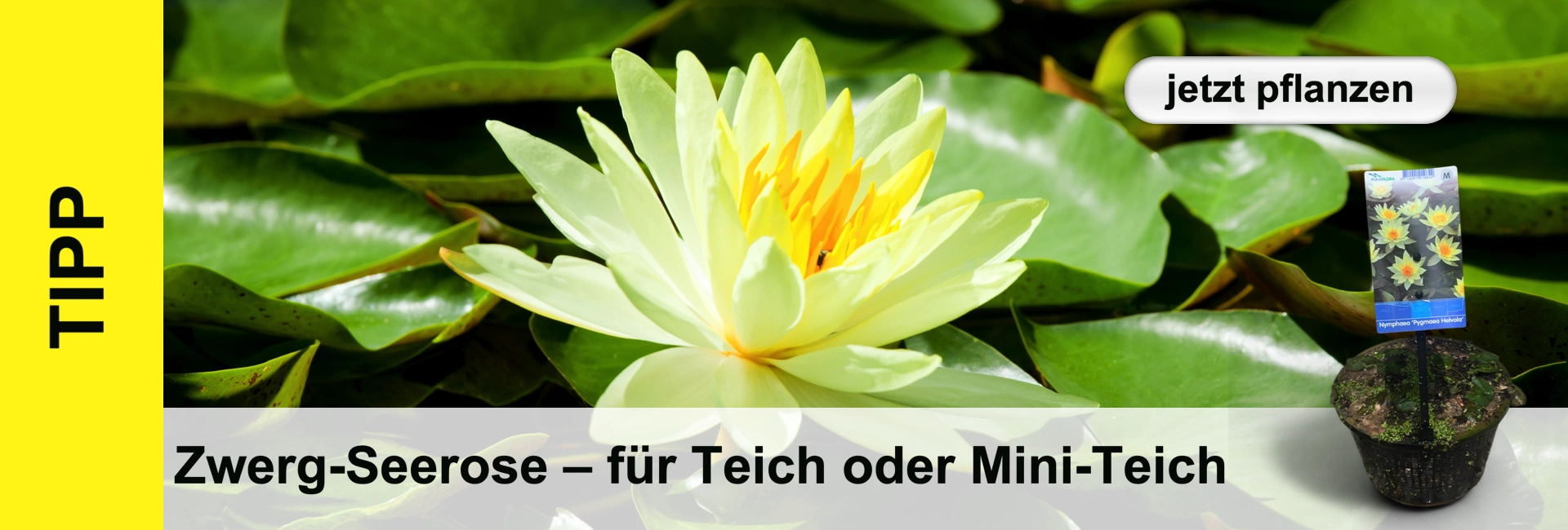 Una ninfea giallo pallido fiorisce davanti a foglie verdi; accanto un vaso con pianta ed etichetta. Barra gialla con "TIPP" a sinistra.
