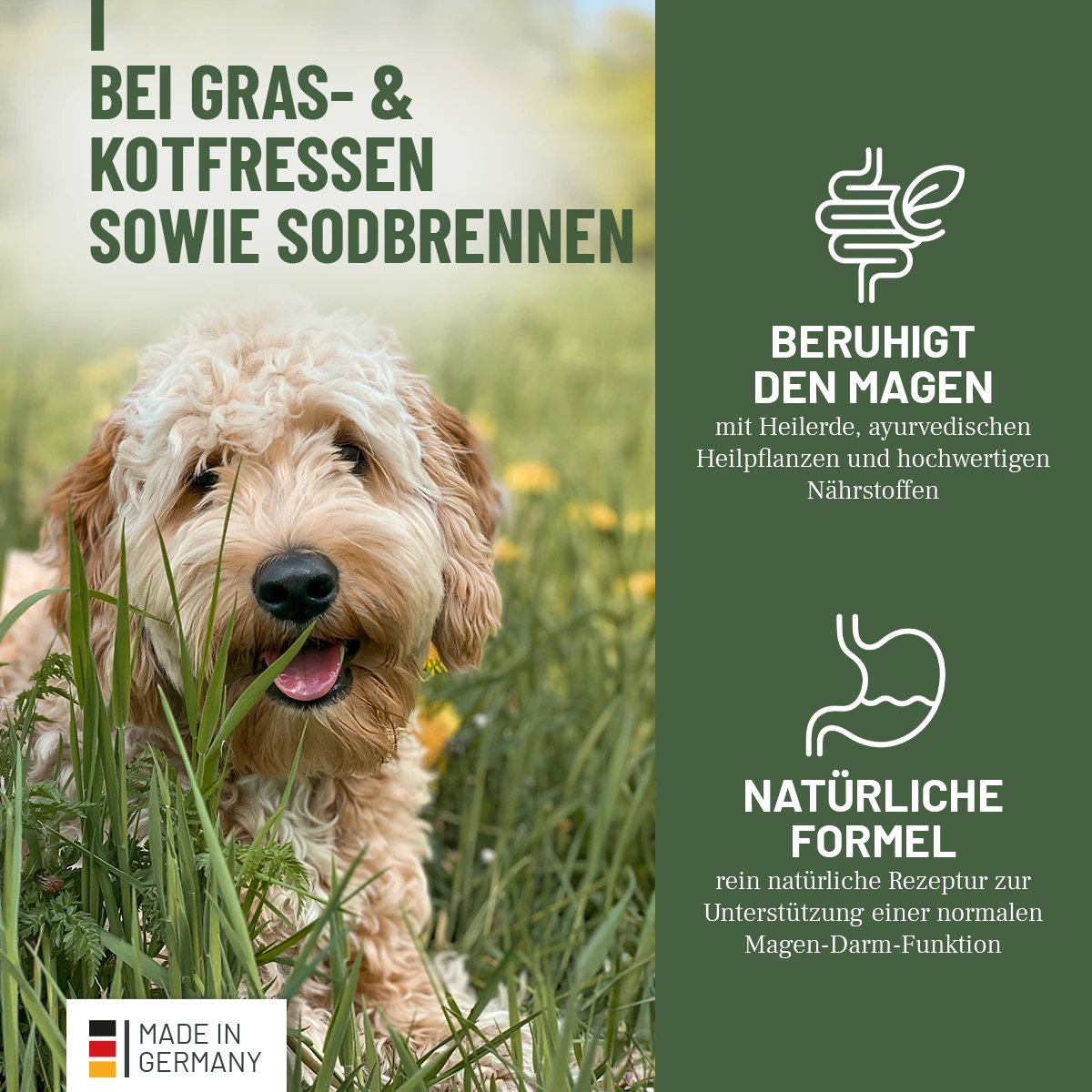 Beigefarbener, flauschiger Hund mit hellem, gelocktem Fell sitzt auf grüner Wiese zwischen gelben Blumen und schaut mit leicht geöffnetem Maul in die Kamera. Bewirbt ein Produkt gegen Gras- und Kotfressen sowie Sodbrennen zur Magenberuhigung.