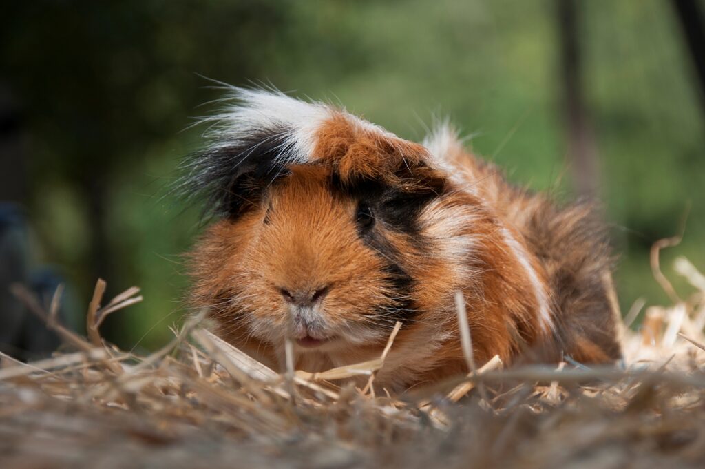 Meerschweinchen