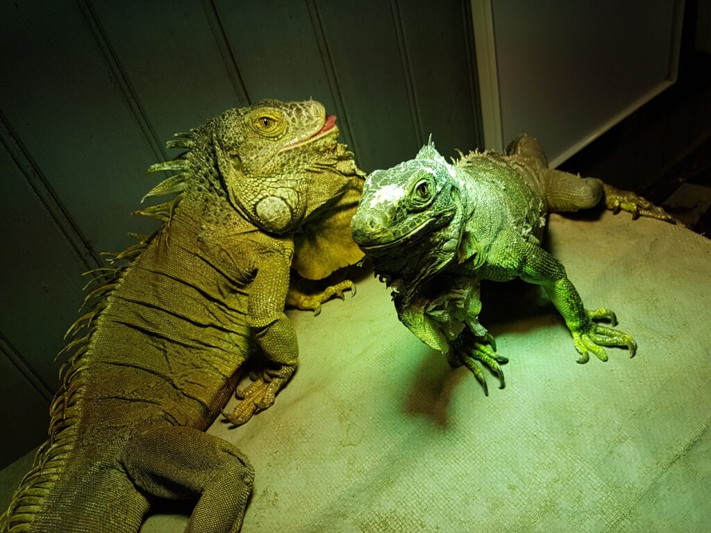 Iguana Iguana Rhinolopha