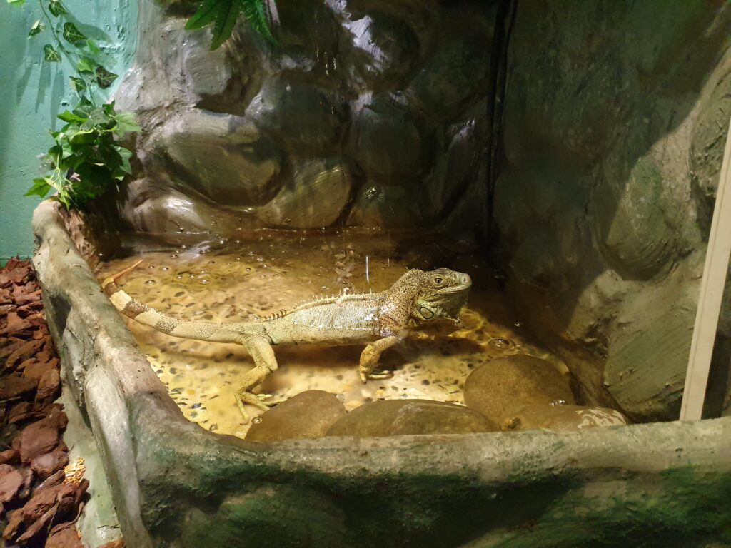 Grünes Leguan Weibchen am Baden