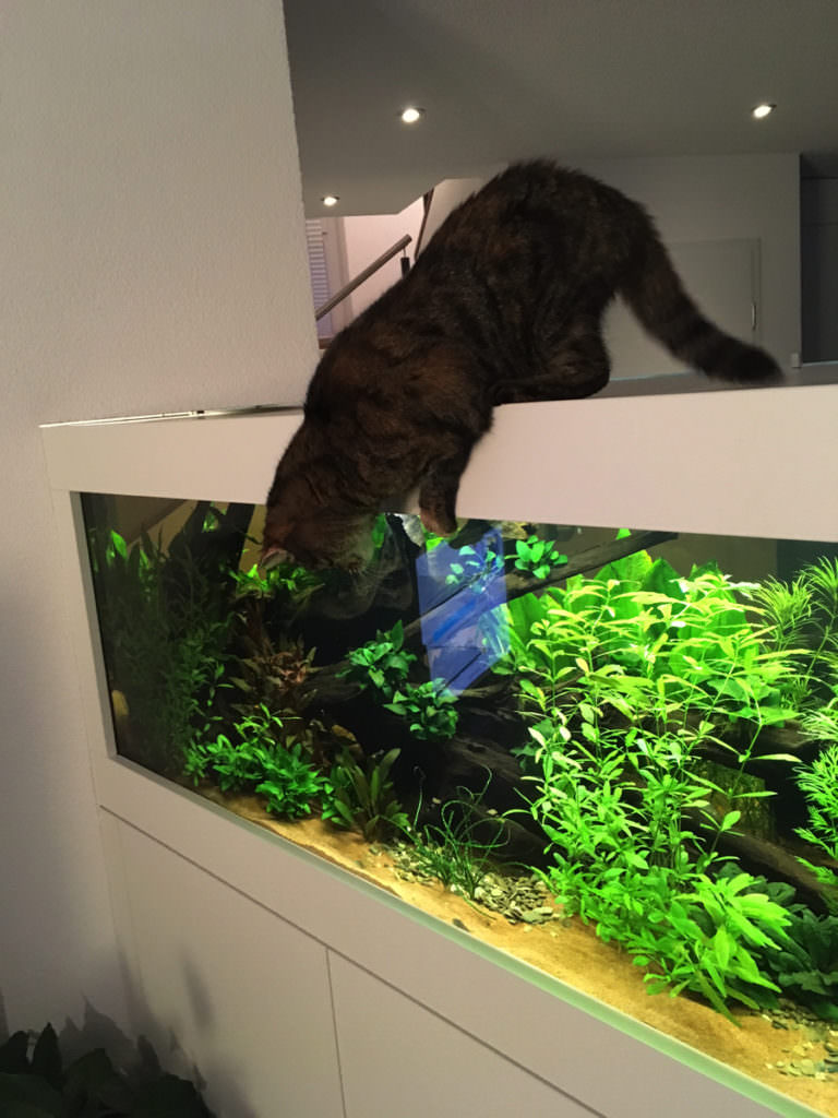 Katze Aquarium