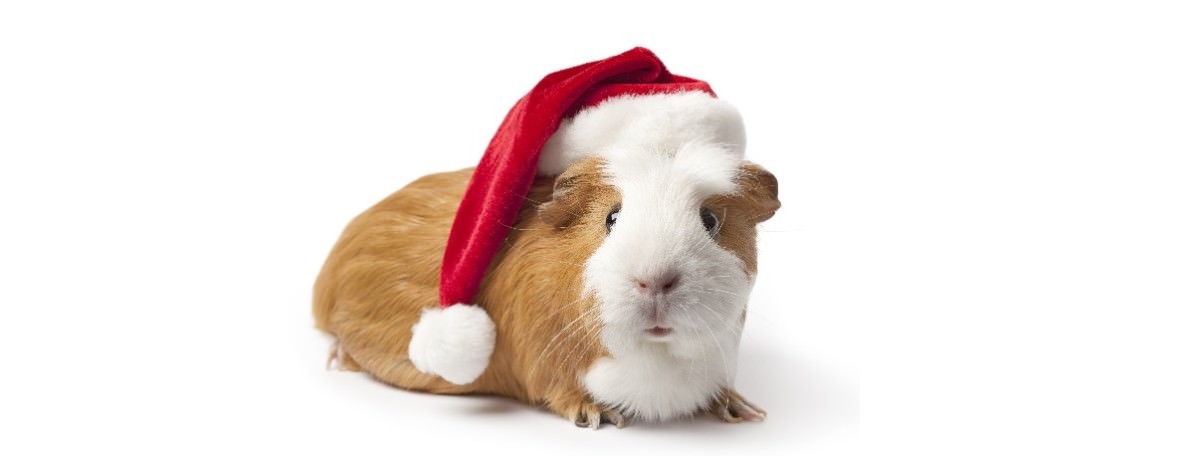 Meerschweinchen Weihnachten