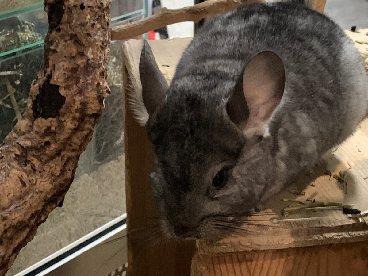 Chinchilla