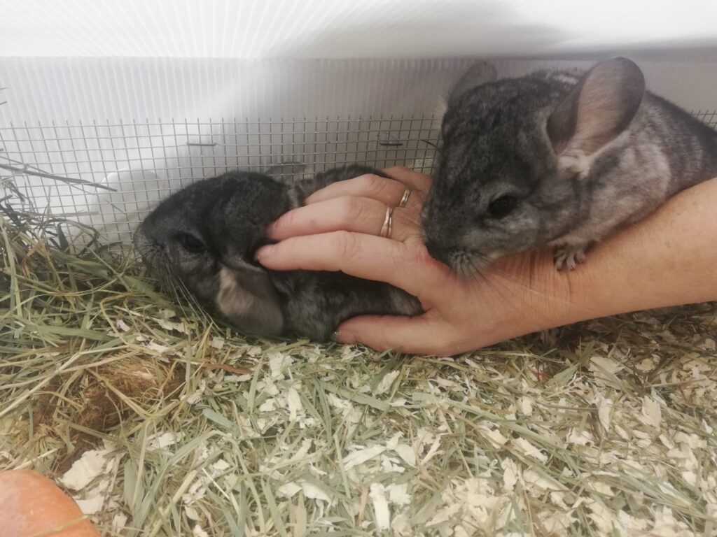 Zahme Chinchillas