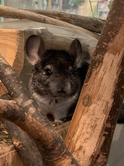 Chinchilla