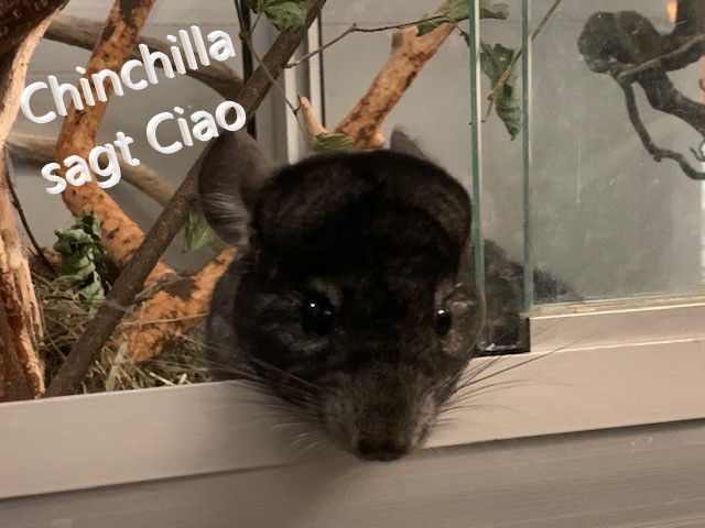 Chinchilla sagt Ciao