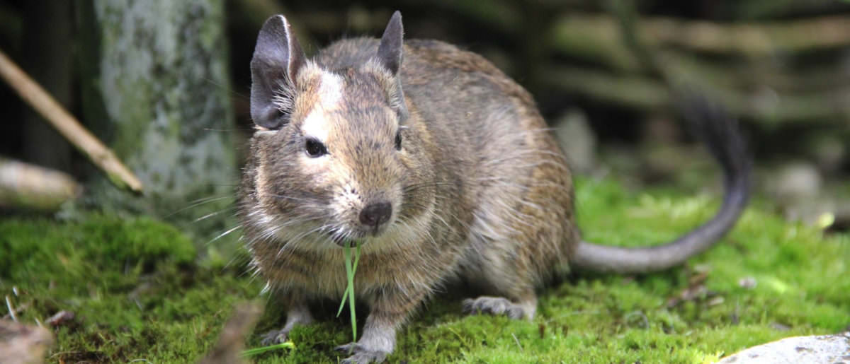 Wie ernähre ich meine Degus richtig?