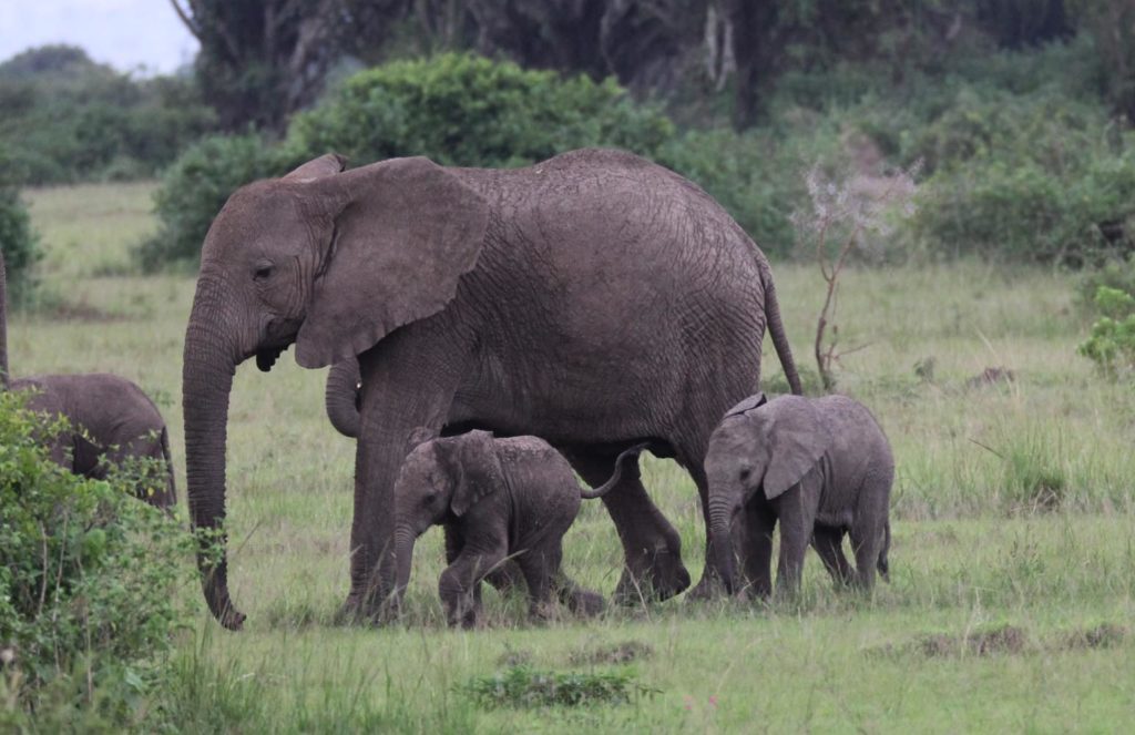 Neujahrstraditionen - Der Elefant als Glücksbringer mit Jungtieren