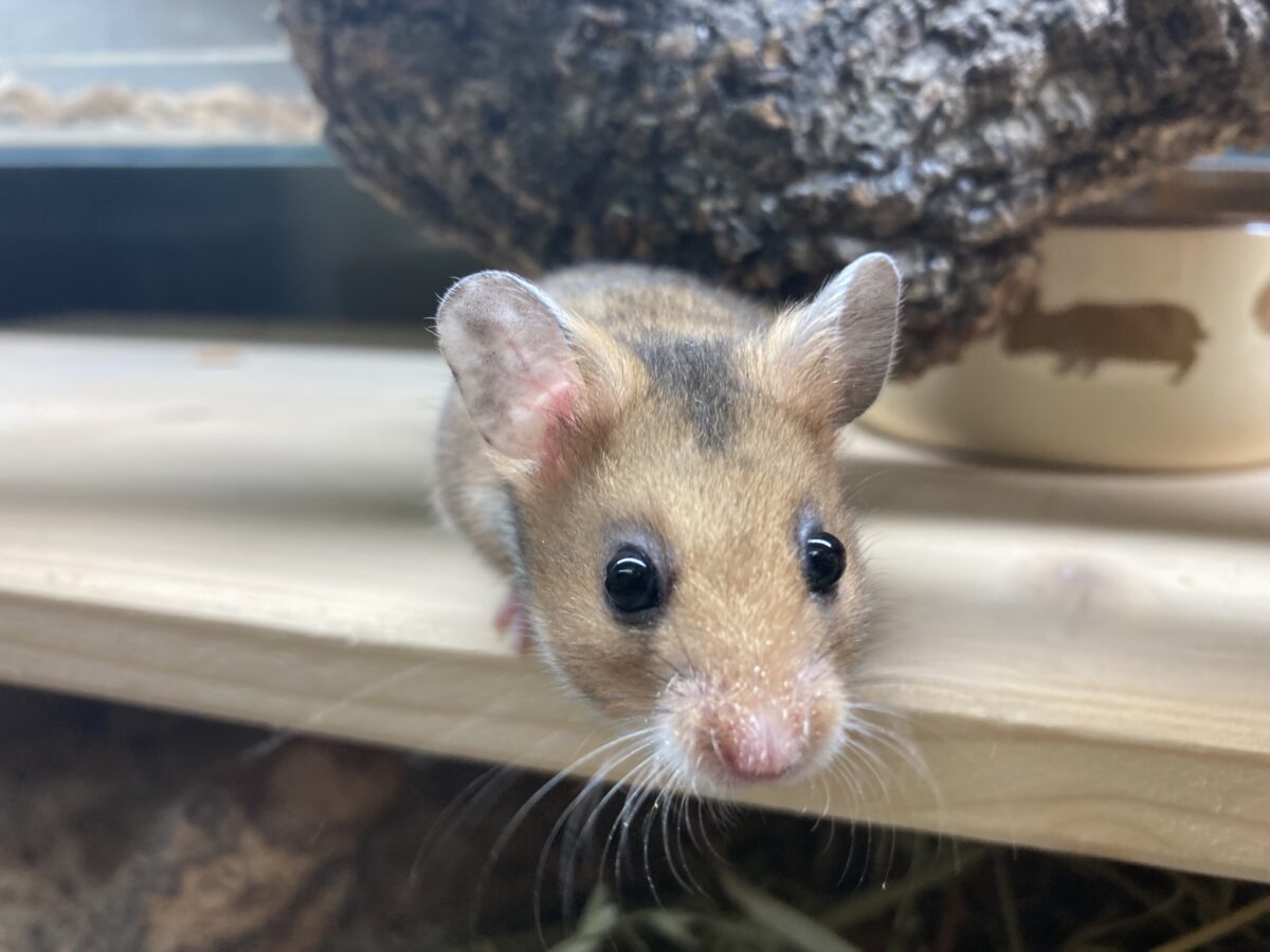 Goldhamster/Teddyhamster ein beliebtes Haustier in der Schweiz