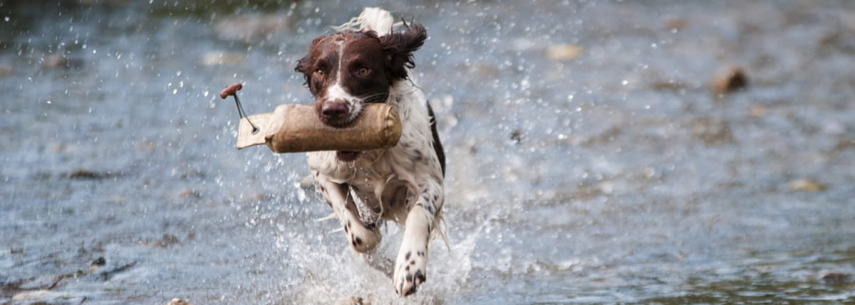 Hund Sommer