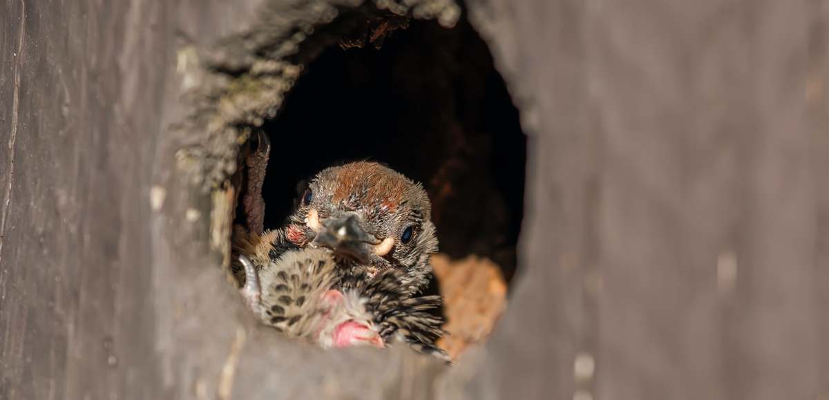 Nistkästen für Wildvögel