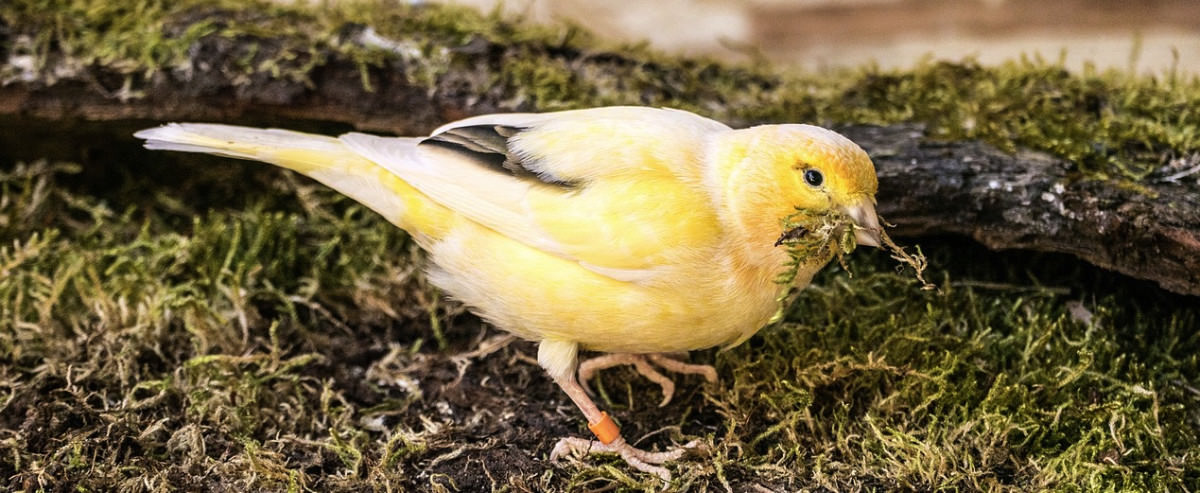 Kanarienvogel Nestbau