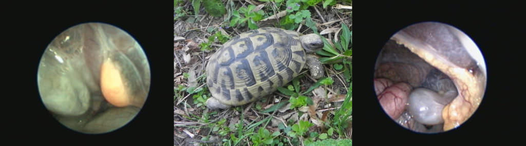 Kastration Landschildkröten