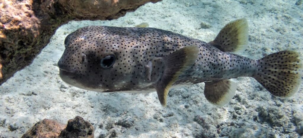 Igelkugelfisch im roten Meer