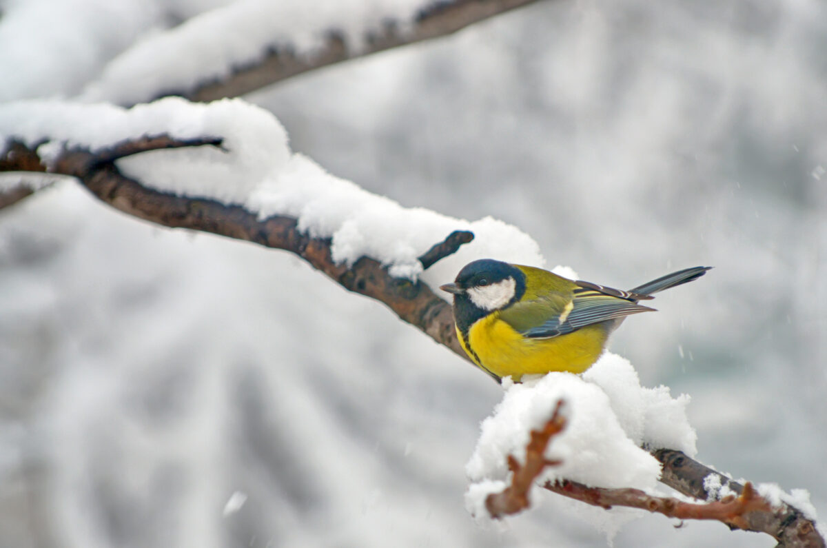 Kohlmeise im Winter