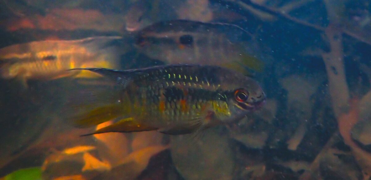 Laub im Aquarium – mit Fotos aus Kolumbien