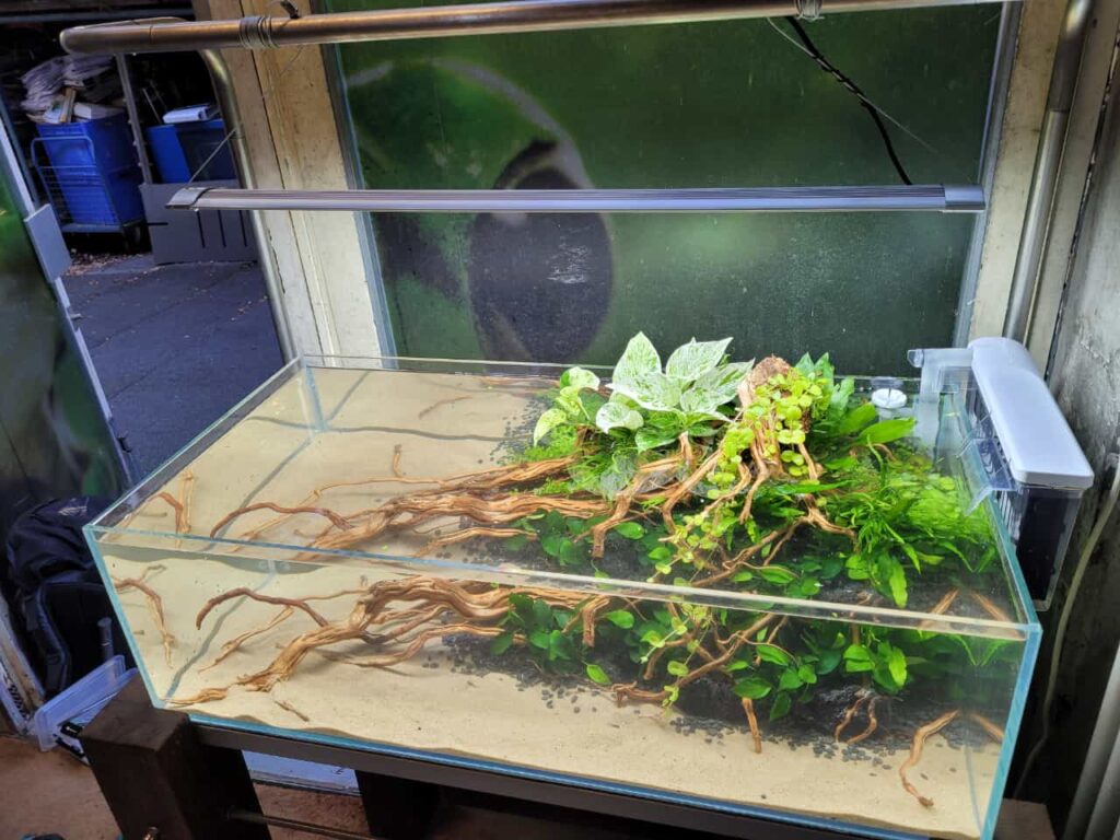 Aquarium Pflanzen einsetzen