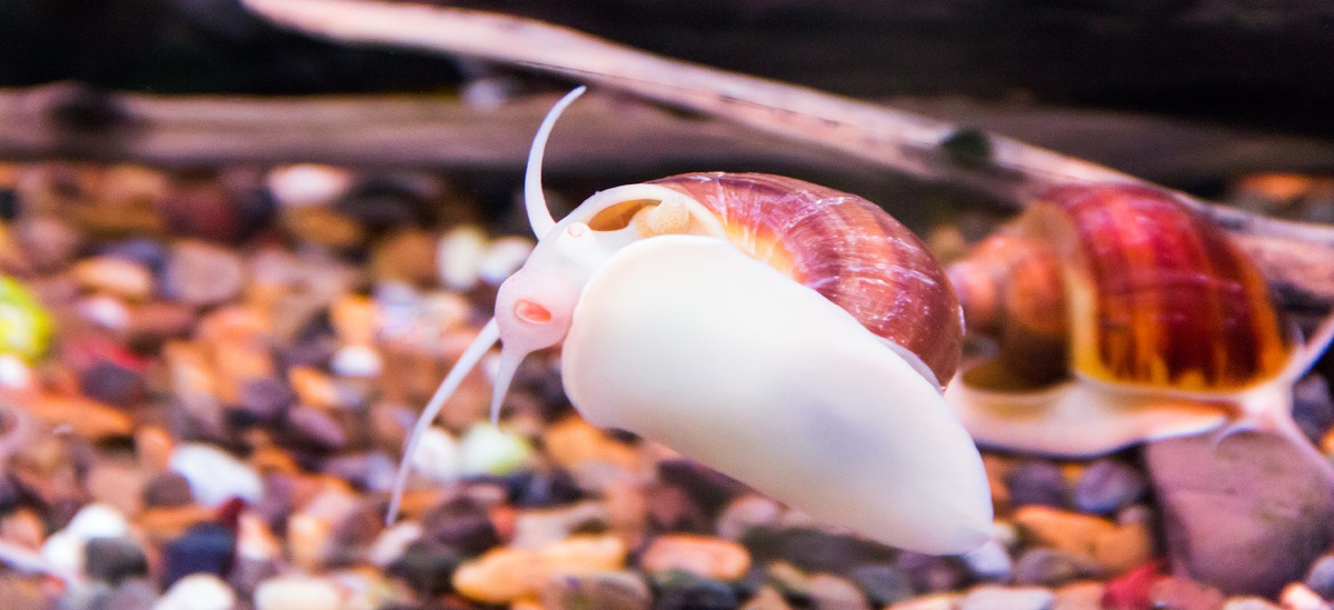 Schnecken-Plage im Aquarium: Ursachen, Folgen und Bekämpfung