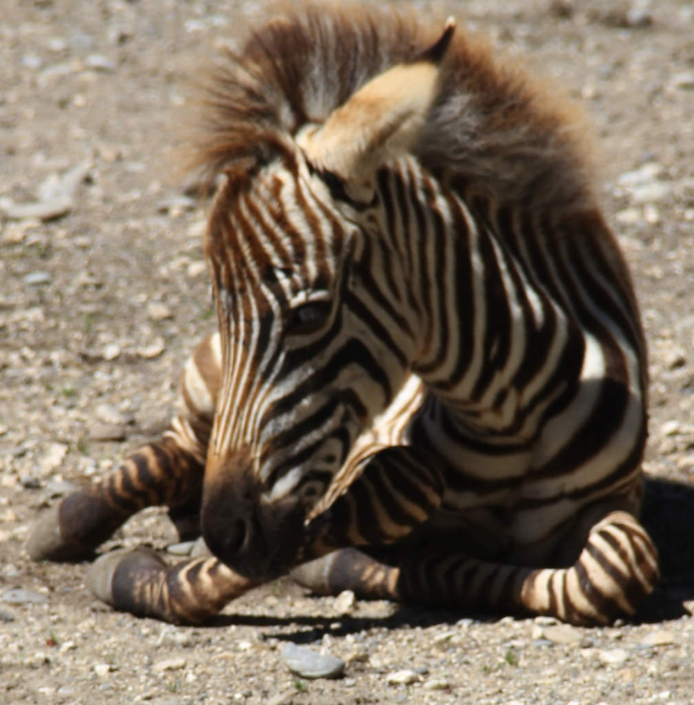 Seeteufel Zebra